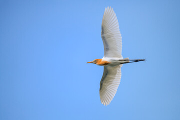 Cattle Egret flying