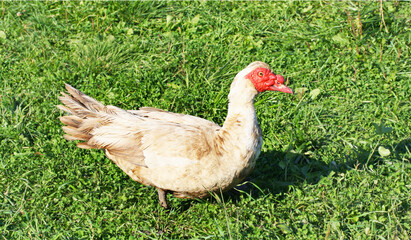 A large adult duck walks on the green grass.