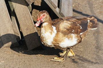 Duck.