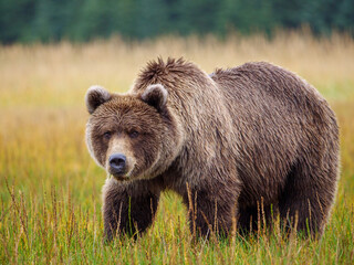 Plakat Coastal brown bear, also known as Grizzly Bear (Ursus Arctos). South Central Alaska. United States of America (USA).
