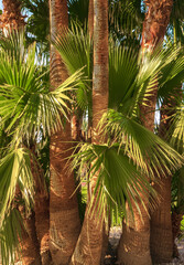 Fototapeta na wymiar palm trees grow on the coast of the red sea