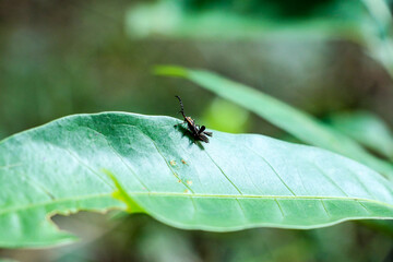 curlionidae, Natureza, folha, biologia,inseto