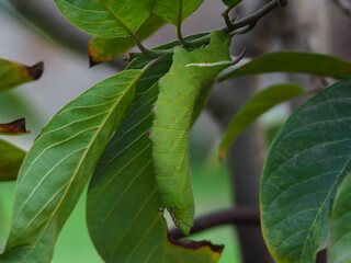 Caterpillar hanging on a branch