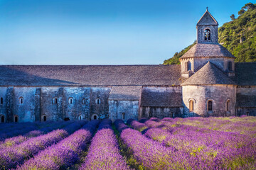 Lavender field in  sunlight in the yard of monastery, Provence, Plateau Valensole