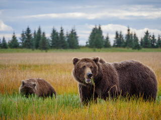 Fototapeta premium Coastal brown bear, also known as Grizzly Bear (Ursus Arctos) and cubs. South Central Alaska. United States of America (USA).