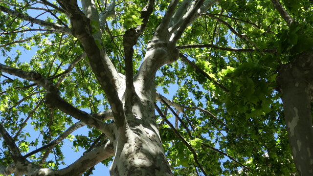 arbre en ville