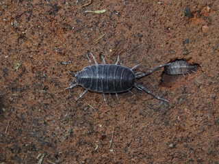 A woodlouse on the ground