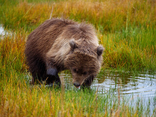 Coastal brown bear, also known as Grizzly Bear (Ursus Arctos) cub. South Central Alaska. United States of America (USA).