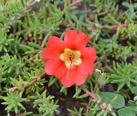 Colorful portulak flowers bloom in summer garden