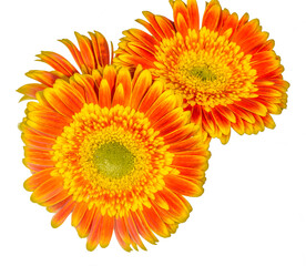 Ortange yellow,gerbera daisies