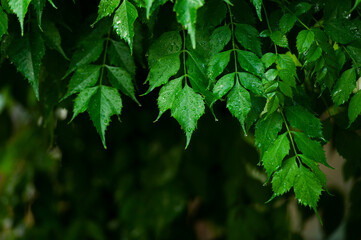 Green leaf after rain background.
