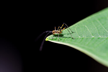 Small grasshopper, on a green leaf. Black background
