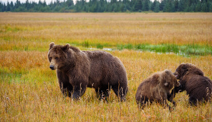 Coastal brown bear, also known as Grizzly Bear (Ursus Arctos) and cubs. South Central Alaska. United States of America (USA).