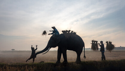 Obraz premium Silhouette of Farmer and elephants at rice field doing harvest