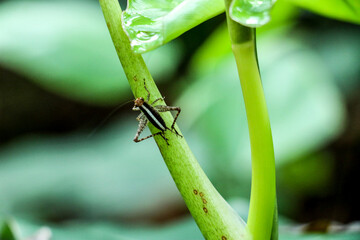 Gafanhoto, pequeno, natureza, verde