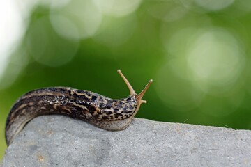 Tigerschnegel (Limax maximus) © brudertack69