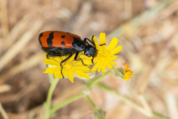 A Mylabris Quadripunctata beetle on a yellow dandelion flower.