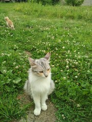 cat on the grass