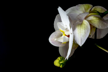 Flower of a large white Orchid on the right on a black background. Macro. Copy space.