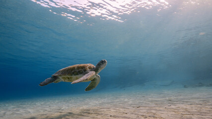 Green Sea Turtle swim in shallow water of coral reef in Caribbean Sea
