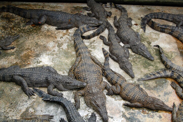 Crocodiles rescued at center in Puerto Princesa, Palawan, Philippines