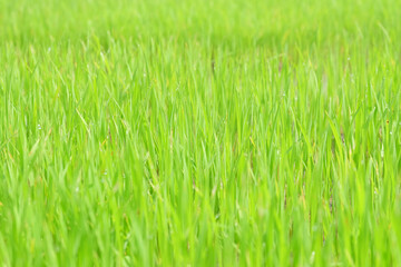 Fototapeta na wymiar Fresh spring rice field green background. Green nature background. Sapling green rice in Thailand.