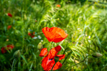 coquelicots dans le pr&eacute; 22