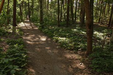 Meetshoven, a wooded nature reserve in Aarschot (Belgium) on a sunny afternoon