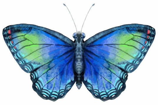 Vector blue butterfly with green spots, isolated on white