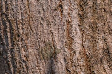 Natural wooden texture photographs taken from Assam forest land. Original images should be used in fabric and paint design.