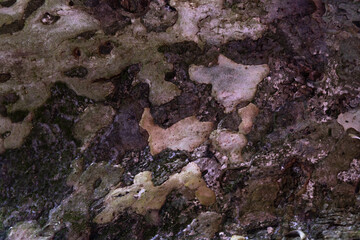 Natural wooden texture photographs taken from Assam forest land. Original images should be used in fabric and paint design.