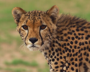 Cheetah dark yellow eye (Wildlife Animal)