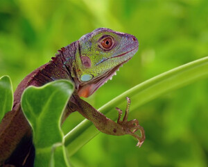 Chameleon Red Eye Green Background