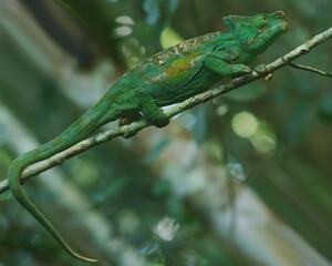 Naklejka na ściany i meble Green Chameleon On a Wood
