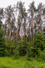 Fototapeta premium Beautiful summer landscape of the Belarusian forest