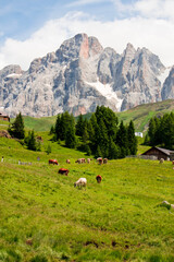 Fototapeta na wymiar view of italian alps with cows