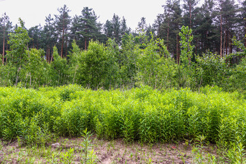 Beautiful summer landscape of the Belarusian forest