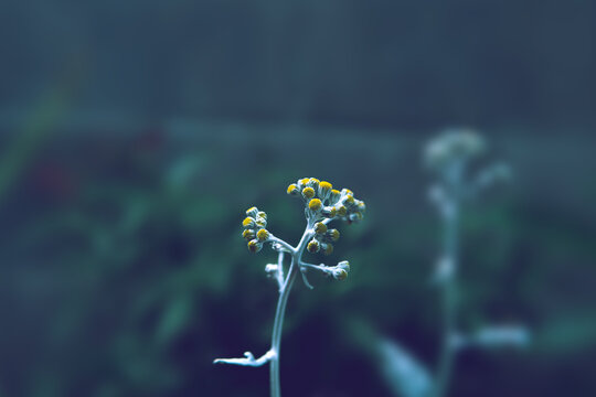 Helichrysum italicum