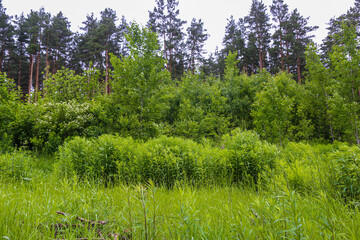 Beautiful summer landscape of the Belarusian forest