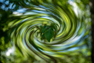 Naklejka na ściany i meble abstract green background with leaves in center