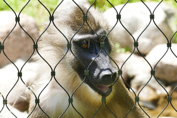 Portrait eines Affen hinter Gittern, Tiere in Gefangenschaft, zoologischer Garten, unsere nächsten...