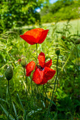 Fototapeta premium coquelicots dans le pré 3