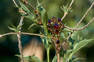 old vintage red brooch on green leaves
