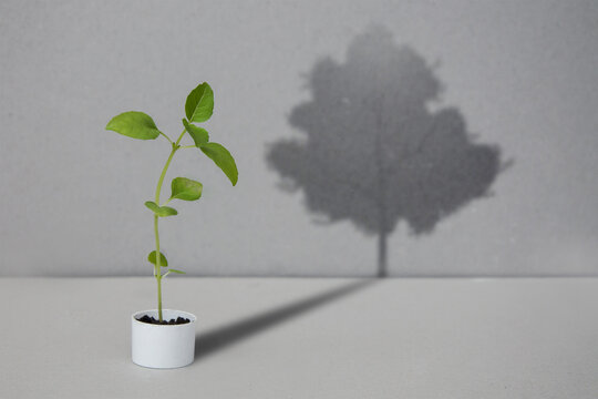 A Young Green Sprout Casts A Shadow In The Form Of A Large Tree. A Conceptual Representation Of The Present And Future. A Small Plant Will Be A Big Tree