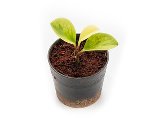 tree ornamental in pot on white background
