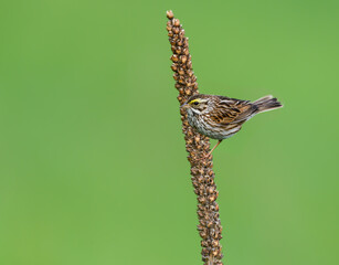 Savannah Sparrow on Dried Broadleaf Plantain on Green Background 
