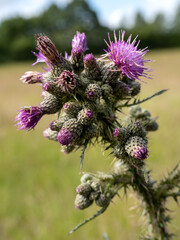 Marsh Thistle (Cirsium palustre) beginning to flower in summertime in West Sussex