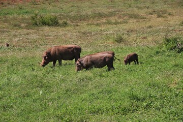 A warthog family in the wild, in Addo Elephant National Park, near Port Elizabeth. Garden Route, South Africa, Africa.
