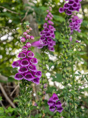 Common Foxgloves (Digitalis purpurea) flowering in the West Sussex countryside