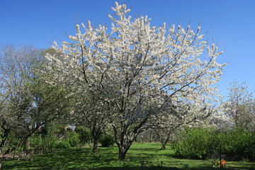 Obraz premium Cerisier en fleurs